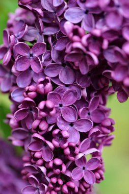 Seçici odak yakın çekim soyut Fotoğrafçılık. Lila çiçek bahçesinde.