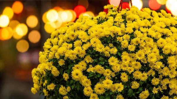 Ramo de flores amarillas en el fondo desenfocado luces bokeh — Foto de Stock