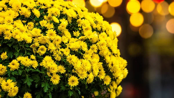 Buquê de flores amarelas no fundo desfocado luzes bokeh — Fotografia de Stock