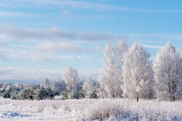Paisaje invernal de árboles helados contra un cielo azul en una mañana soleada, heladas invernales. marea de invierno, tiempo de invierno —  Fotos de Stock