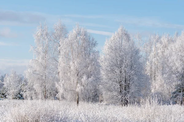 Paisaje invernal de árboles helados contra un cielo azul en una mañana soleada, heladas invernales. marea de invierno, tiempo de invierno —  Fotos de Stock