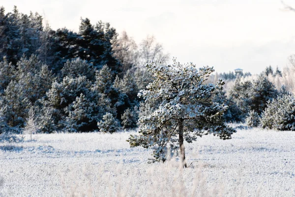 Paisaje invernal de árboles helados contra un cielo azul en una mañana soleada, heladas invernales. marea de invierno, tiempo de invierno —  Fotos de Stock