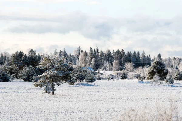 Paisagem de inverno de árvores geadas contra um céu azul em uma manhã ensolarada, geada de inverno. maré de inverno, tempo de inverno — Fotografia de Stock