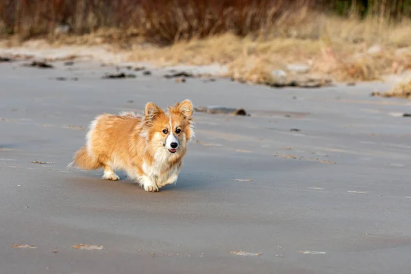 Welsh Corgi fluffy runs around the beach and plays in the sand — Stock Photo, Image