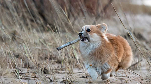 Welsh Corgi fluffy runs around the beach and plays with a stick — 스톡 사진