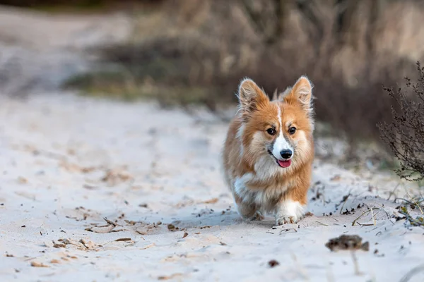 Welsh Corgi fluffy runs around the beach and plays in the sand — 스톡 사진
