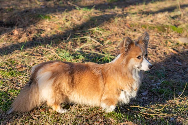 Welsh corgi nadýchaný procházky lesem na jaře za slunečného dne — Stock fotografie