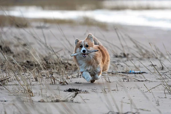 Welsh Corgi fluffy runs around the beach and plays with a stick — Stock Photo, Image