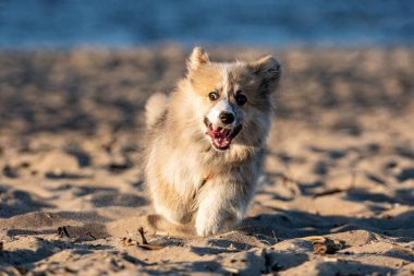 Gün batımında Galli Corgi kumsalda koşar ve kumlarda oynar.