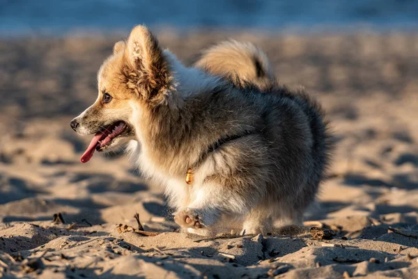 Sunset Hour Welsh Corgi Fluffy Runs Beach Plays Sand — Stock Photo, Image