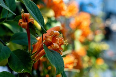 Yumuşak bir arkaplanda portakal çiçeği yakın plan - görüntü