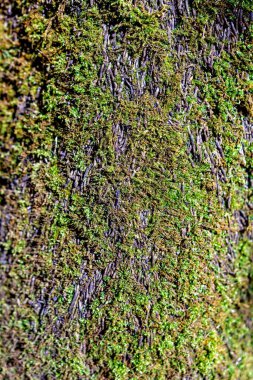 Doku. Kabuk ve yosun arka planı. Güzel ağaç gövdesi - görüntü