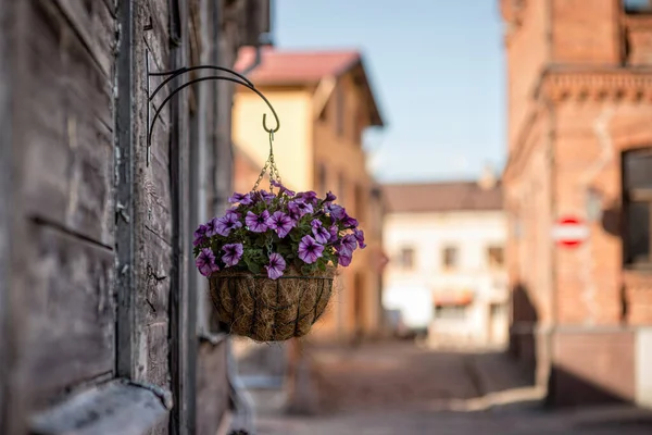 Dekorativ Blomkruka Bakgrunden Defocused Gata Solig Dag Selektivt Fokus — Stockfoto