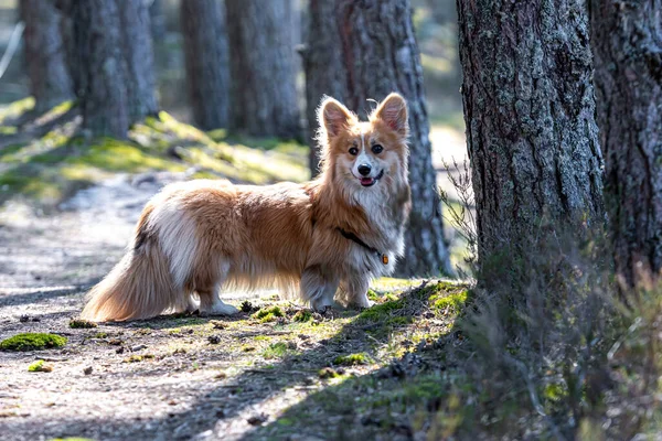 Belo Retrato Cão Pembroke Corgi Galês Vermelho Floresta Dia Primavera — Fotografia de Stock