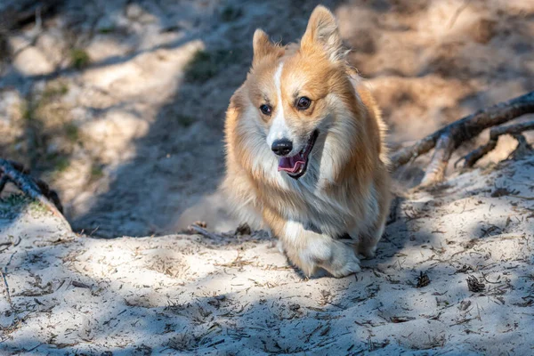 Galês Corgi Pembroke Cão Corre Longo Trilhas Areia Floresta Dia — Fotografia de Stock