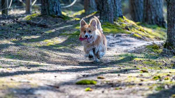 Galês Corgi Pembroke Cão Corre Longo Trilhas Areia Floresta Dia — Fotografia de Stock