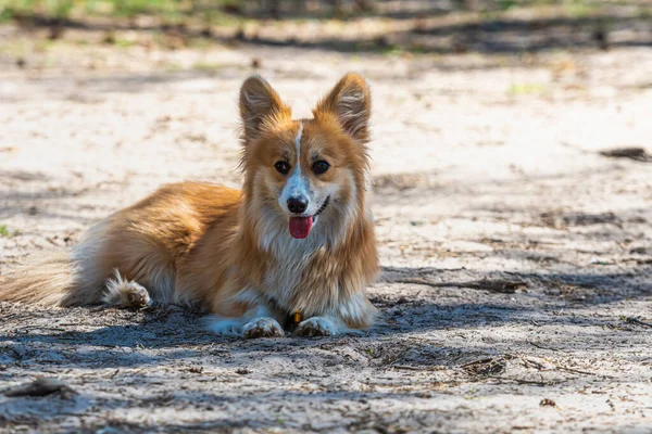 Красивий Портрет Червоного Валлійського Собаки Коргі Пемроке Лежить Лісі Сонячний — стокове фото