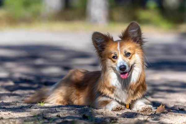 Beau Portrait Chien Pembroke Corgi Gallois Rouge Couché Dans Forêt — Photo