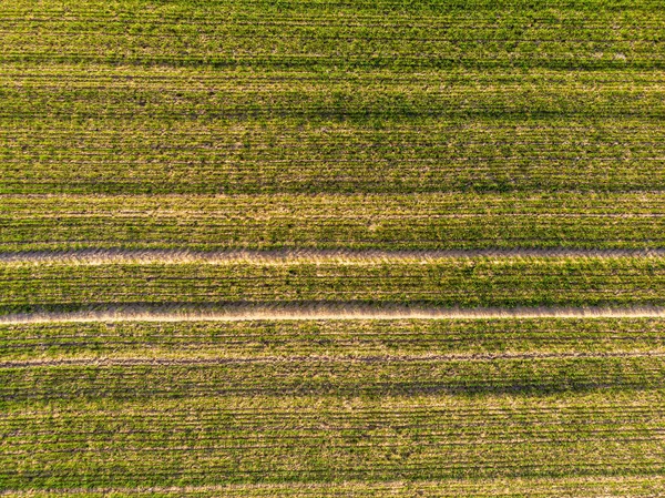 Aeriak Vista Superior Del Campo Verde Con Líneas Fila Primavera —  Fotos de Stock