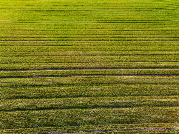 Aeriak Ansicht Des Grünen Landes Feld Mit Reihenlinien Frühling Mit — Stockfoto