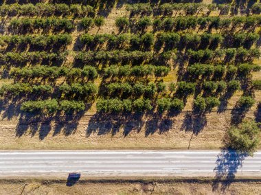 Güneşli bir bahar gününde ağaçların arasında asfalt bir otoyolda hava manzarası
