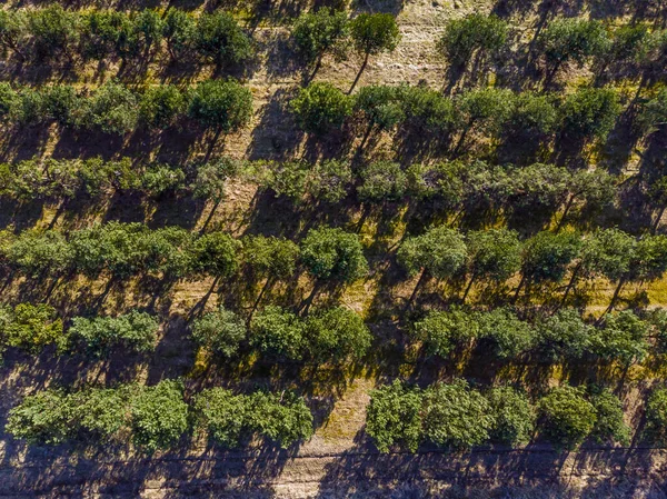 aerial top view on rows of tree plantations on a sunny spring day