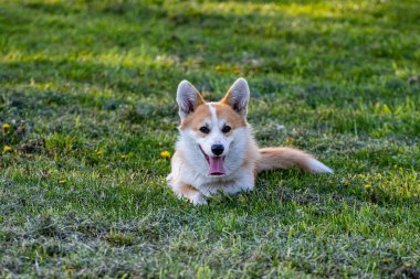 Şirin Corgi Pembroke uzun yeşil çimenlerde güneşli bir günde yatıyor.