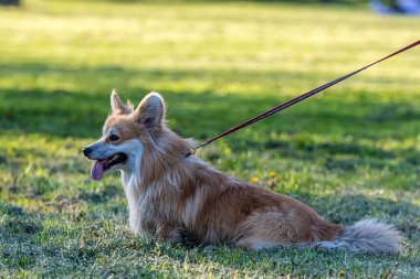 Galli Corgi Pembroke, güneşli bir bahar gününde yeşil bir çayırda yürüyor.
