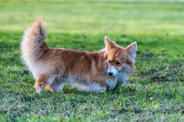 Welsh Corgi Pembroke Puszysty Biegnie Trawie Zielonej Łące Jasny Słoneczny — Zdjęcie stockowe