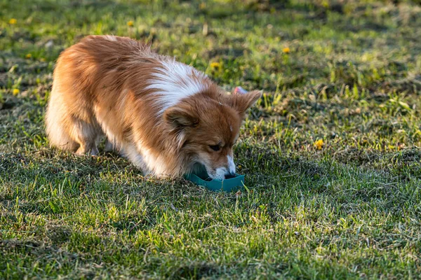 Welsh Corgi Pembroke Fluffy Berjalan Rumput Padang Rumput Hijau Hari — Stok Foto