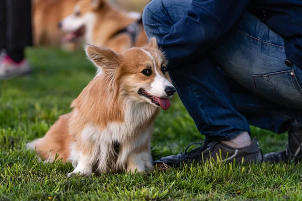 Walesi Corgi Pembroke Bolyhos Tulajdonosok Lábánál Egy Zöld Réten Egy — Stock Fotó