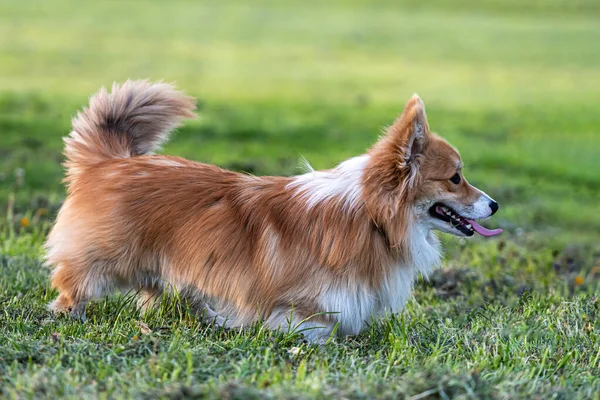 Welsh Corgi Pembroke Puszysty Biegnie Trawie Zielonej Łące Jasny Słoneczny — Zdjęcie stockowe