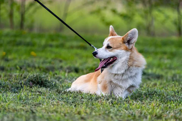 Velšské Corgi Pembroke Vodítko Procházky Přes Zelenou Louku Slunném Jarním — Stock fotografie