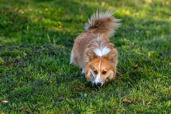 Cute Corgi Pembroke Leży Wysokiej Zielonej Trawie Słoneczny Dzień — Zdjęcie stockowe