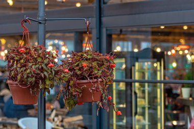Dekoratif çiçek saksısı, akşam vakti bir sokak kafesinin arka planında.