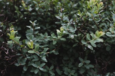 Arkaplanda yeşil yapraklardaki çiy taneleri