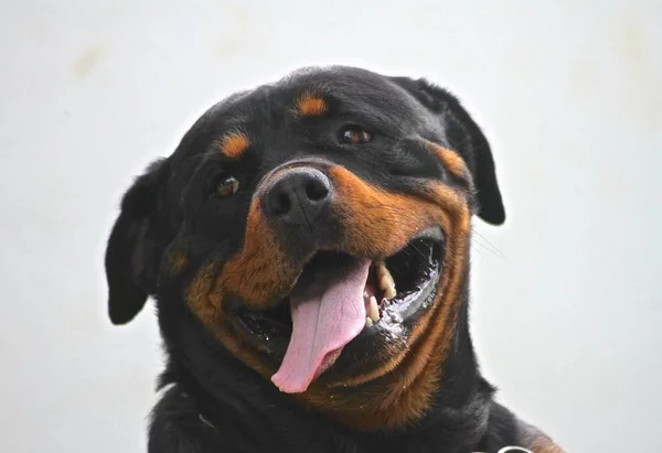 Puppy and adult dog rottweiller — Stock Photo, Image