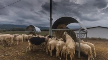 Arkalarında kurşuni bir gökyüzü olan özel yemlikten yemek yiyen koyunların zaman aşımı.