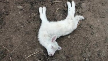 Küçük kuzucuk toprak bir yolda ölmüş.