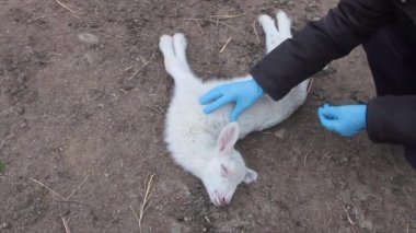 Yakın plan küçük kuzu toprak bir yolda ölmüş ve veterinerin elleri ona dokunmuş.