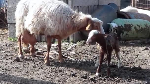 Agneau nouveau-né chancelant et taché de sang près de la mère mouton — Video