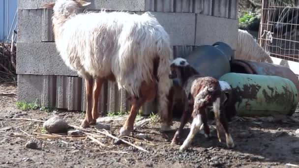 Pasgeboren lam wankelen en gekleurd met bloed in de buurt van de moeder schapen — Stockvideo