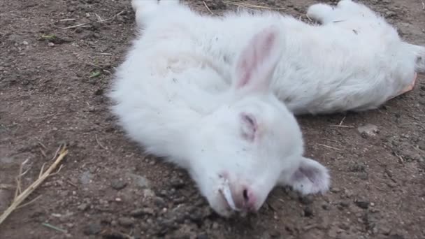 Mycket närbild litet lamm död på en grusväg med händerna på veterinären vidrör det — Stockvideo