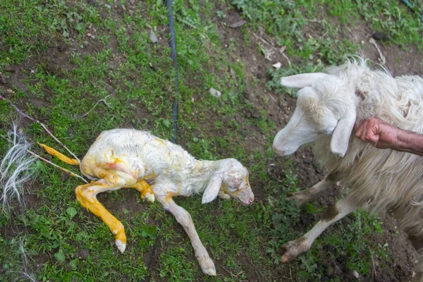 close up of a natural birth of a white lamb on the farm assisted by the shepherd