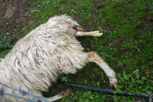 Çiftlikte Çobanın Yardımıyla Beyaz Bir Kuzunun Doğal Doğumuna Yaklaşıyoruz — Stok fotoğraf