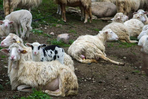 Beyaz Siyah Koyun Sürüsü Kuzuları Çiftliğin Tarlalarında Dinleniyor — Stok fotoğraf