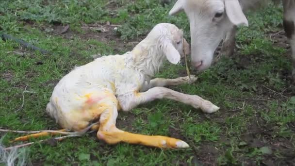 Zeer close-up van een natuurlijke geboorte van een wit lam op de boerderij geholpen door de herder — Stockvideo