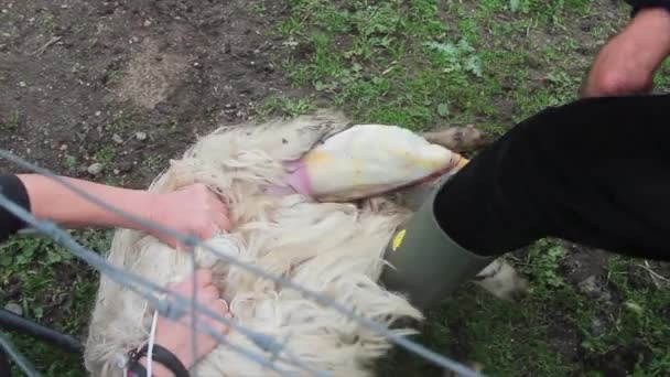 Super natural birth of a white lamb on the farm assisted by the shepherd — Stockvideo