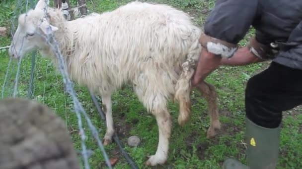 Nascita super naturale di un agnello bianco in azienda assistita dal pastore — Video Stock