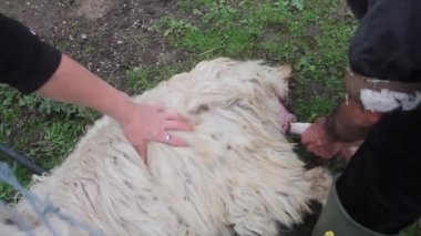 super natural birth of a white lamb on the farm assisted by the shepherd